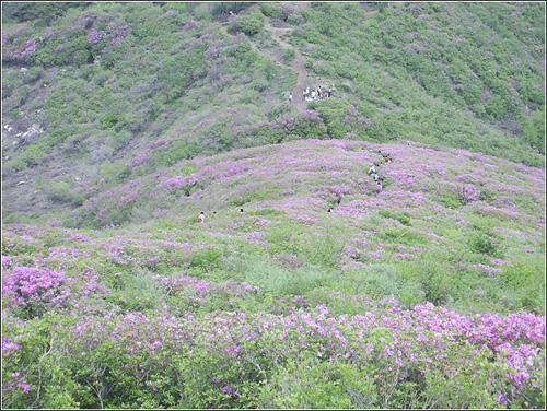 봉화산의 철쭉 